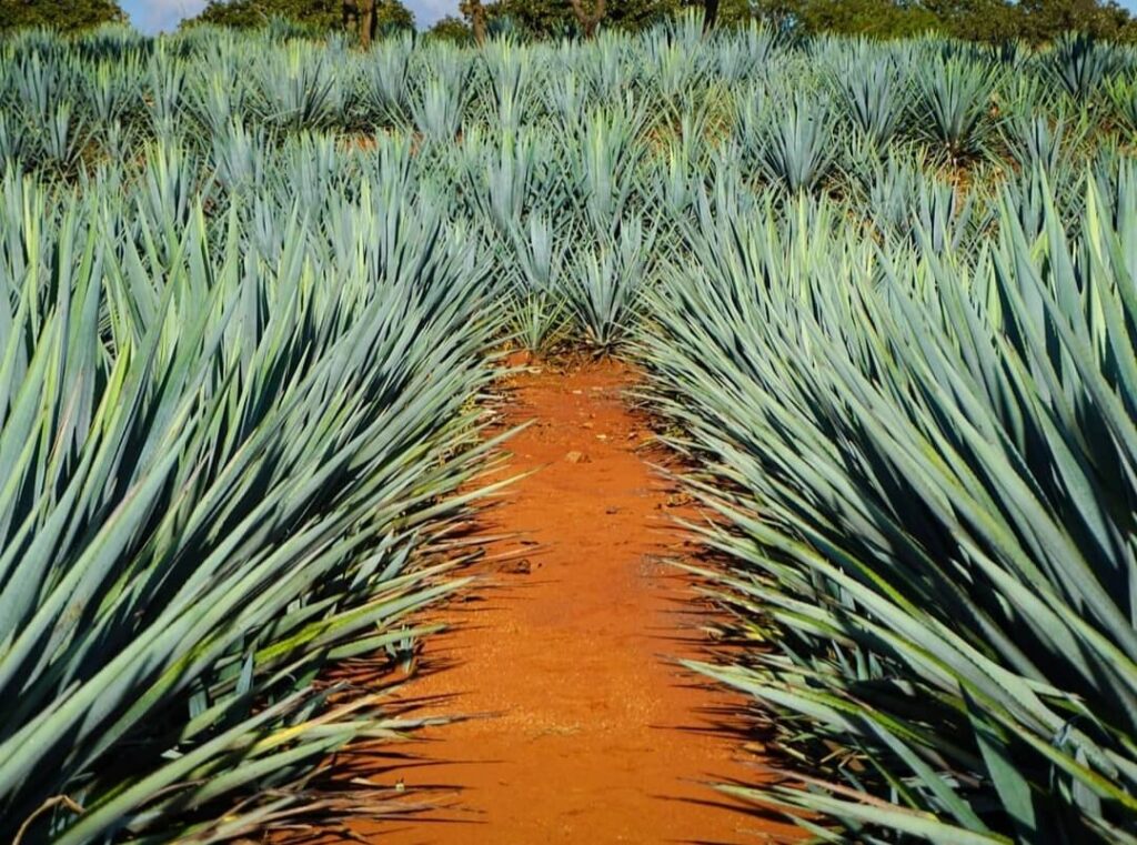 Blue agave fields to produce premium tequila